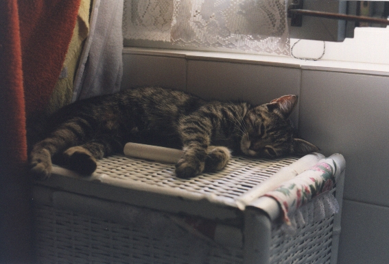 cien4.jpg (177504 byte)