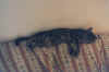 cien_small.jpg (1461 byte)